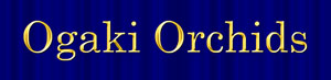 link_ogakiorchid
